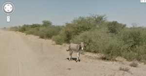 Von Google Street View Auto überfahrener Esel in Botswana - 2