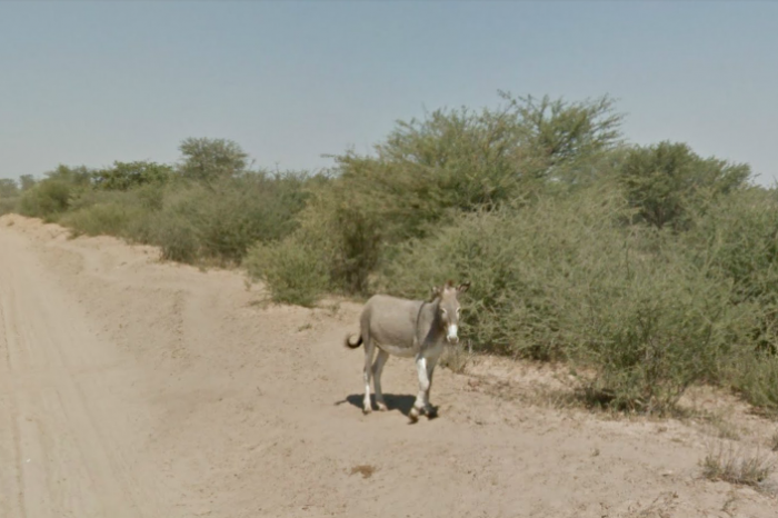 Street-View Auto überfährt armen Esel in Botswana?